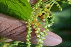 Dioscorea bulbifera